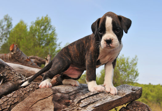 958 Best Bringe Images Stock Photos Vectors Adobe Stock