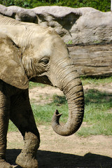 Elephant baby