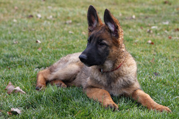 German Shepherd Puppy