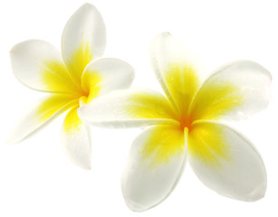 Fototapeta na wymiar fleurs blanches frangipanier fond blanc