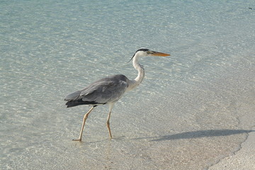 Ile de Vakarufalhi aux Maldives - Atoll d'Ari