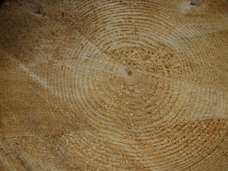 Fototapeta premium pień 2