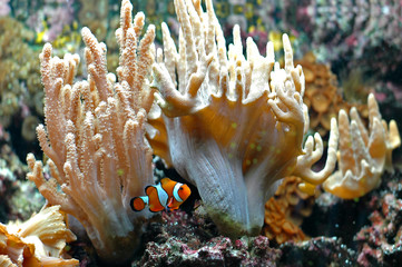 Ocellaris clownfish 2