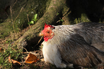 glückliches Huhn