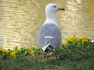 mouette