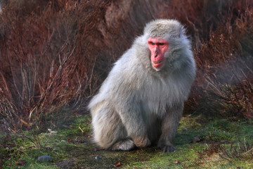 snow monkey