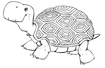 Schildkröte, Turtle, alt, langsam, glücklich, Opa, Oma