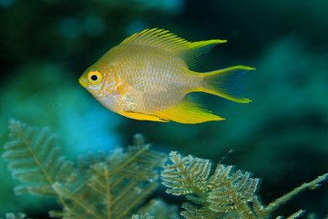 golden damselfish