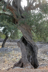 Old olive tree