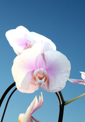orchidee im licht der sonne