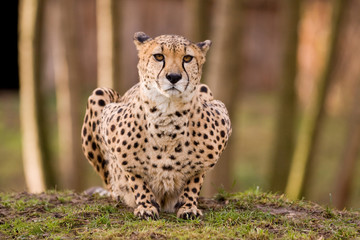 Gepard