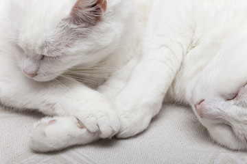 chats blancs