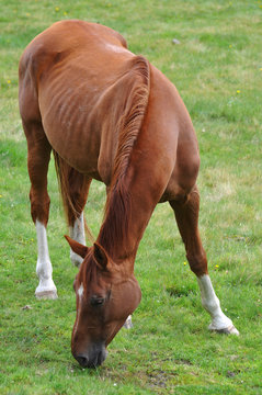 Pferd auf der Koppel