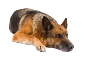 German Sheepdog isolated over white background