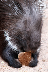 Brot fressendes Stachelschwein