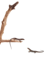 Obraz premium Jaszczurki na drzewie