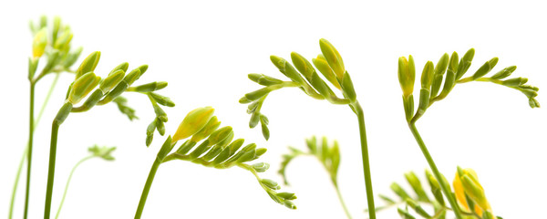 yellow freesia buds lower border isolated on white