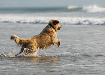 Dog and Surf