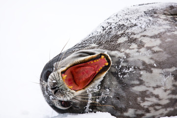 Screaming Seal