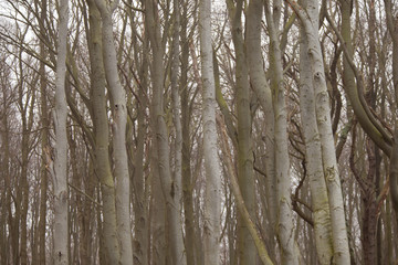 Obraz premium Geisterwald, Nienhagen, Mecklenburg-Vorpommern, Deutschland