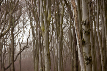 Obraz premium Geisterwald, Nienhagen, Mecklenburg-Vorpommern, Deutschland