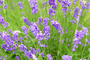 Lavender farm.