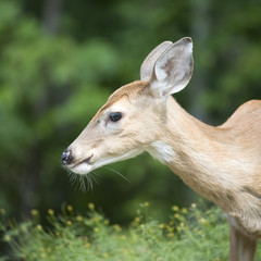 early summer deer