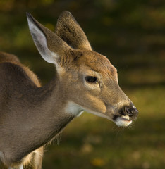 first antlers