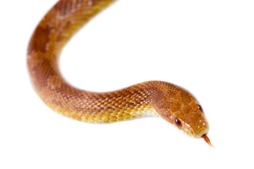 Corn snake