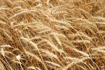 yellow grain ready for harvest. south Ukraine