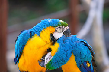 ルリコンゴウインコ