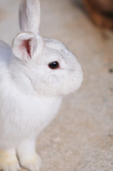ウサギのポートレート