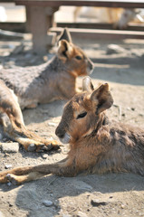 ワラビーのポートレート
