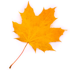 Maple leaf