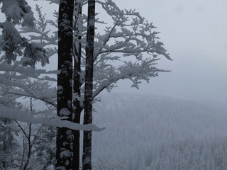 śnieg na gałęziach © GKor