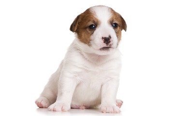 Jack Russell terrier puppy on white