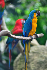 Colorful Macaw