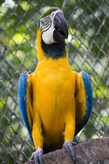 Single blue and gold macaw parrot in zoo