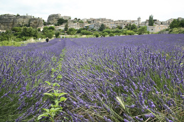 Fototapeta na wymiar lavender fields provence france