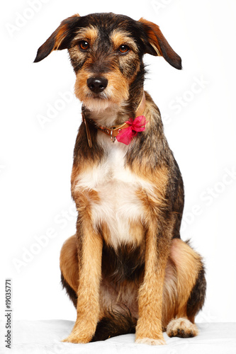 "Chien assis en studio" photo libre de droits sur la banque d'images