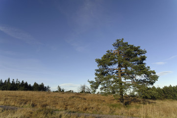 Obraz premium An der Schwarzwaldhochstrasse