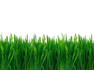 Obraz premium grass