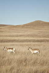american antelope
