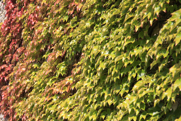 Weinblätter an einer Hauswand