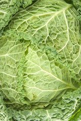 Background of savoy cabbage close up