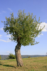 Obraz premium Apfelbaum mit schiefem Stamm