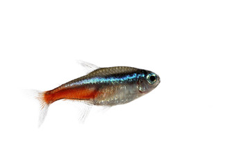 Tetra Neon Innesi