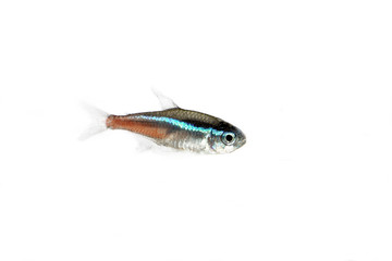Tetra neon innesi