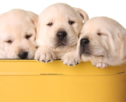 Yellow Lab Puppies