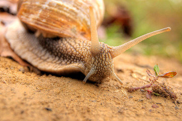Snail